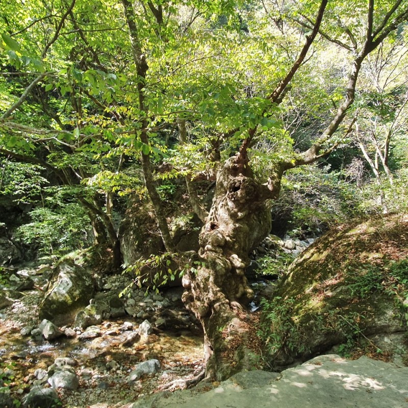 죽계구곡 숲 사진