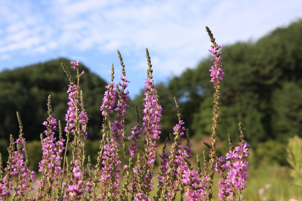 영양 일월산자생화공원 사진3