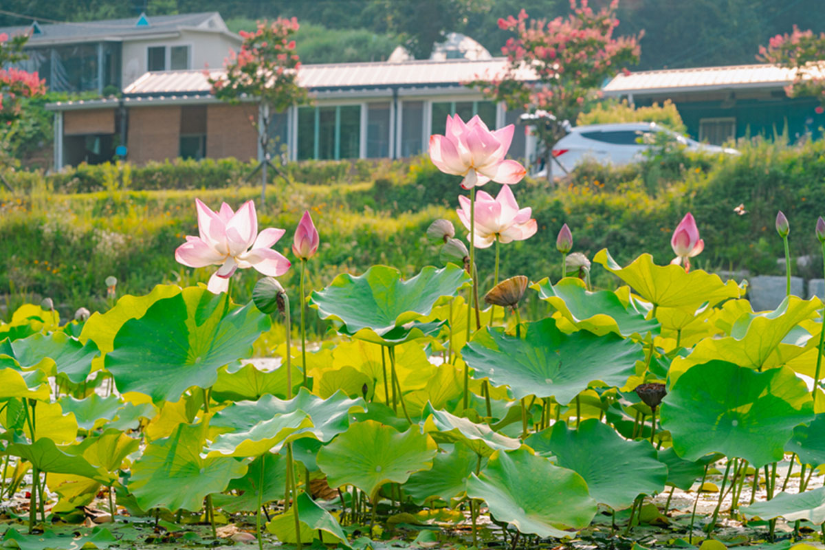 성주 뒷미지수변공원 사진6