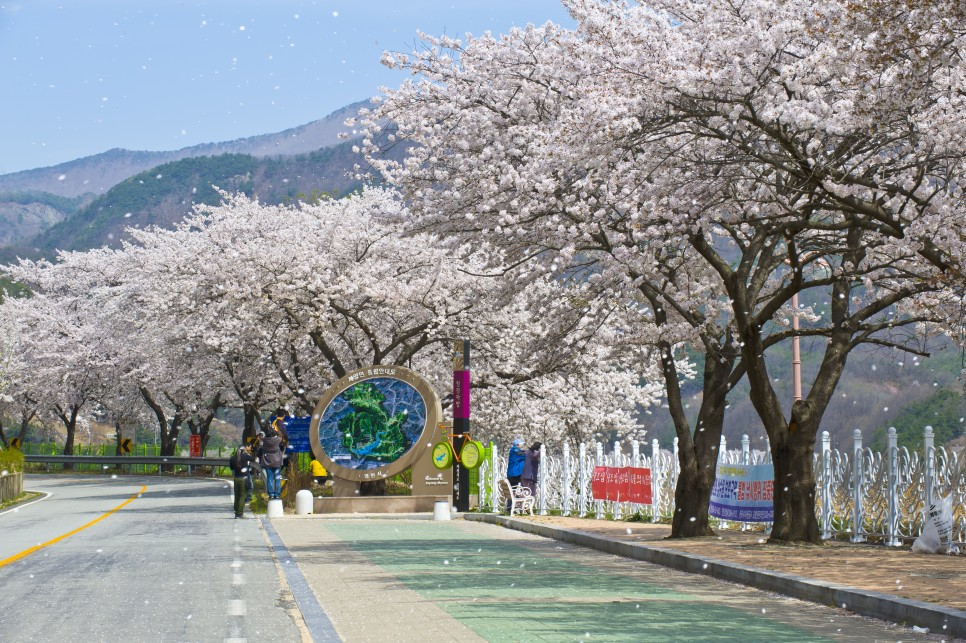 영천댐 벚꽃 백리길 세번째 사진