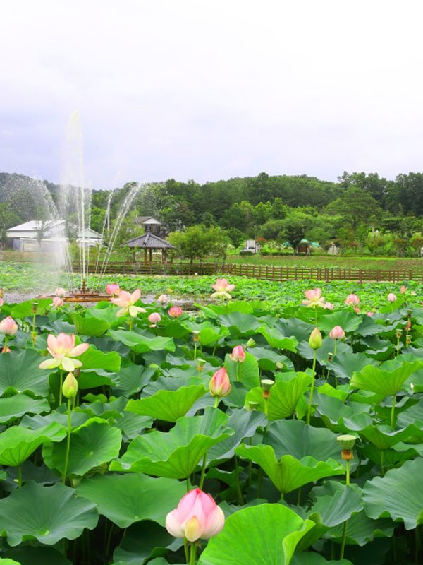 성주 뒷미지수변공원 사진7